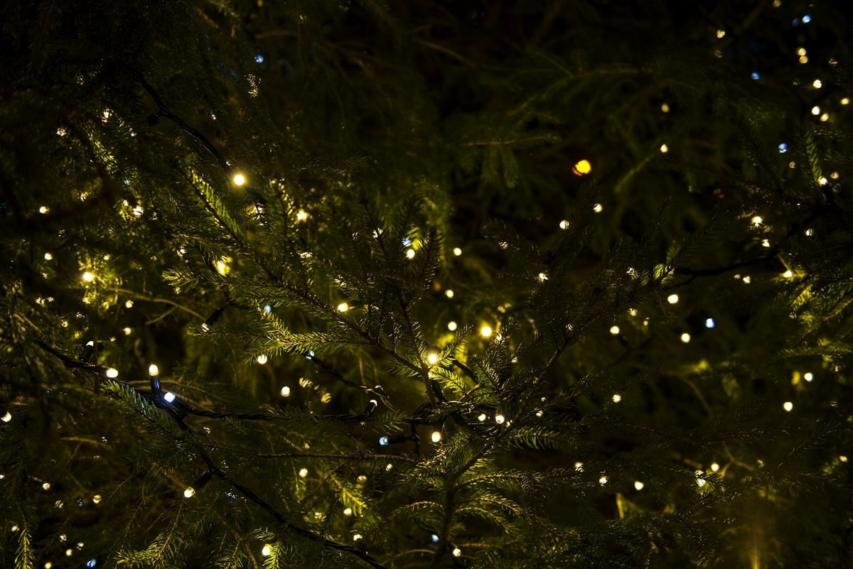 Branches de sapin illuminées d'une guirlande de petites lumières, dans la nuit